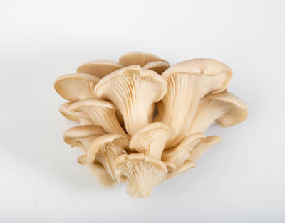 Mushroom-Series.jpg